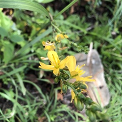 Echeandia montealbanensis