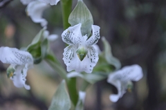 Chloraea galeata