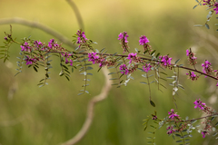 Indigofera australis