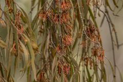 Amyema miquelii