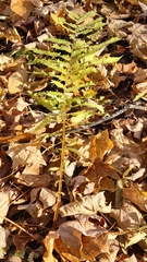 Deparia acrostichoides