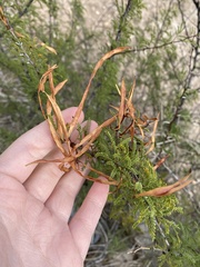Vachellia constricta
