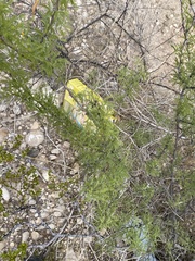 Vachellia constricta