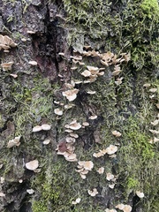 Marasmiellus alliiodorus