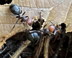 Formica integra