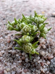 Siloxerus multiflorus