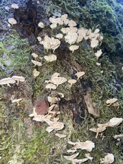 Marasmiellus alliiodorus