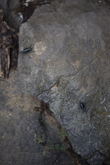 Epicauta cinctipennis