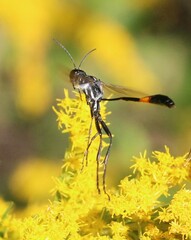 Ammophila