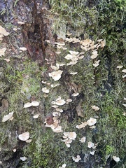 Marasmiellus alliiodorus