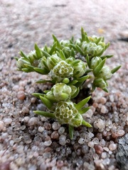 Siloxerus multiflorus