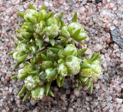 Siloxerus multiflorus