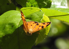 Heteronympha mirifica