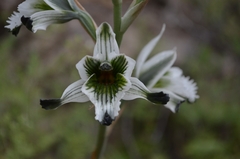 Chloraea bletioides