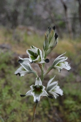 Chloraea bletioides