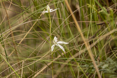 Caladenia catenata