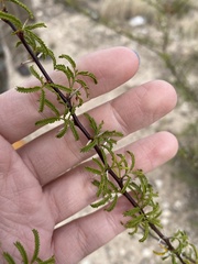 Vachellia constricta
