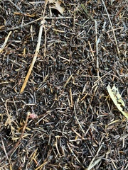 Formica integra