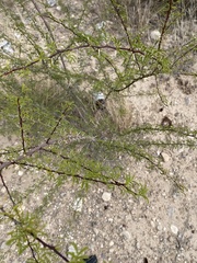 Vachellia constricta