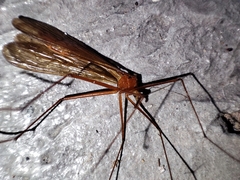 Bittacidae