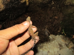 Cnemaspis purnamai