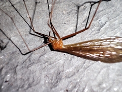 Bittacidae