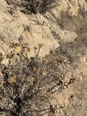 Heterotheca sessiliflora echioides