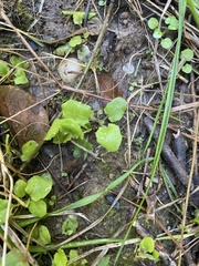 Centella