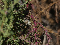 Thyene imperialis