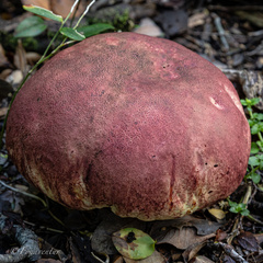 Butyriboletus loyo