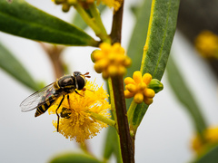 Simosyrphus grandicornis