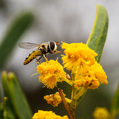 Simosyrphus grandicornis