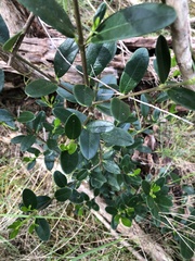 Alyxia buxifolia