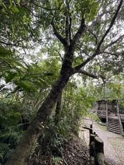 Daphniphyllum oldhami