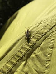 Navomorpha sulcata