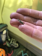 Navomorpha sulcata