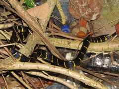 Boiga dendrophila