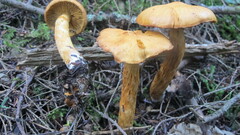 Aureonarius limonius