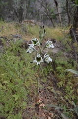 Chloraea bletioides