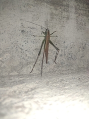 Conocephalus fasciatus