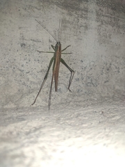 Conocephalus fasciatus