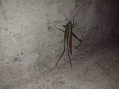 Conocephalus fasciatus