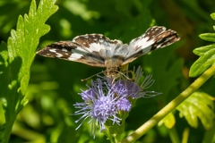 Heliopetes domicella