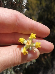 Aspalathus altissima