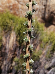 Aspalathus altissima