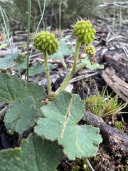 Hydrocotyle laxiflora