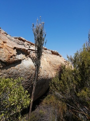 Aspalathus altissima