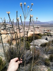 Aspalathus altissima