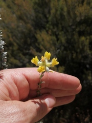 Aspalathus altissima