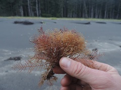 Abietinaria